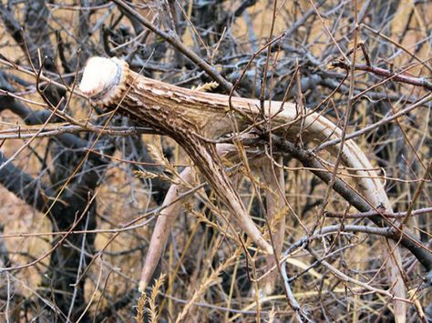 shed antler in a bush Quick Food Ideas, Antler Hunting, Antler Ideas, Deer Hunting Tips, Quick Food, Deer Season, Shed Antlers, Bowhunting, Hunting Tips