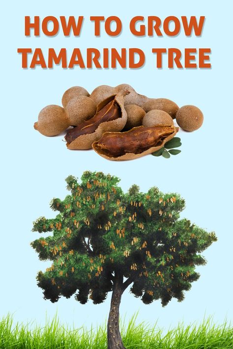 Horticulture Projects, Tamarind Tree, Composting 101, Garden Compost, Tropical Tree, Low Maintenance Plants, Wild Plants, Tree Farms, Growing Tree