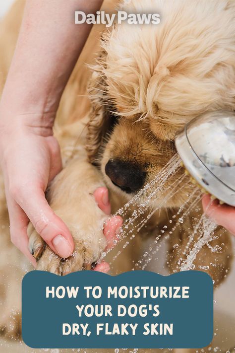 Dry Dog Skin Remedies, Dry Skin Care For Dogs, Puppy Dry Skin Remedies, Dry Skin Remedies For Dogs, Dry Skin On Dogs How To Treat, Dry Skin For Dogs Remedies Diy, Dry Skin On Dogs, Dog Moisturizer Skin Diy, Diy Dog Lotion For Dry Skin