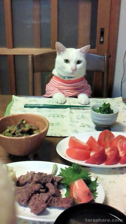 Dinner Time #Funny Cats In Japan, Kawaii Study, Cute Cat Pictures, Dinner Guest, Cat Pictures, Cat Boarding, White Cats, Cats Meow, Chopsticks