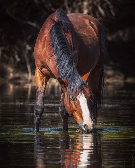 Wildhorse Photographer, Susan on Instagram: “That look... . This guy is one handsome hunk of stallion who makes his presence known on the river. __________ Sony a9, 100-400mm lens” Bay Horse Aesthetic, Horse In Water, Horse Art Drawing, Abstract Horse Painting, Bay Horse, Abstract Horse, Horse Aesthetic, Horse Tips, Landscape Photography Nature