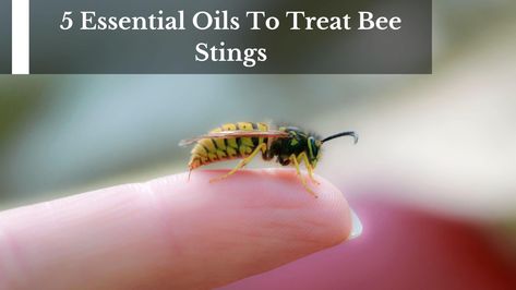 Oils For Bee Stings, Essential Oils For Bee Stings Swelling, Bee Sting Remedy Essential Oils, Essential Oils For Wasp Stings, Essential Oils For Bee Stings, Bee Stings Relief Swelling, Bee Sting Essential Oil, Bee Sting Remedy, Bee Sting Swelling