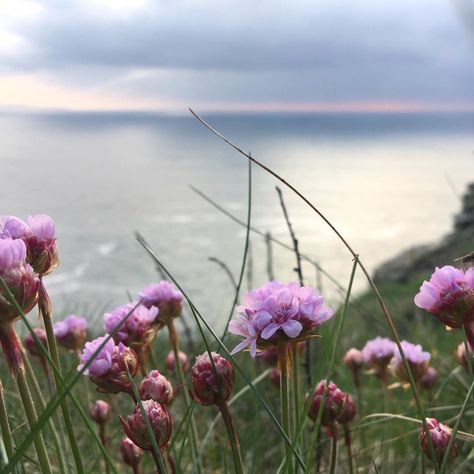 St Agnes Head Cornwall  Coastal wildflowers sea pinks, armeria maritima, thrift Sea Thrift Flower, Alpine Rockery, Coastal Wildflowers, Rockery Plants, Armeria Maritima, Sea Thrift, Seaside Cottages, Sea Flowers, Coastal Garden