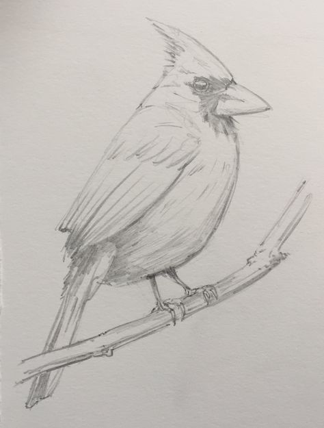 Drawings Of Cardinals, Flying Cardinal Drawing, Cardinal Drawing Pencil, Sketch Birds Pencil, Cardinal Drawing Sketches, Cardinal Sketch, Female Cardinal Drawing, Bird Study Sketch, Sketch Bird