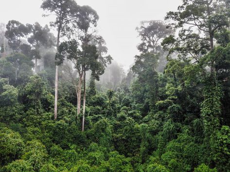 Prehistoric Forest, Subtropical Forest, Ecuador Rainforest, Jungle Landscape, Tropical Deciduous Forest, Understory Plants, Changing Aesthetic, Amazon Rainforest Biodiversity, Tropical Rain Forest