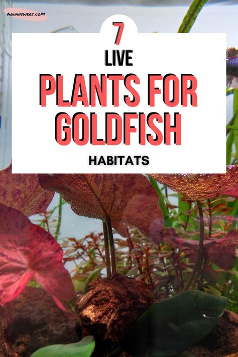 Ryukin Goldfish Tanks, Comet Goldfish Tank, Natural Goldfish Tank, Diy Gold Fish Pond Ideas, Gold Fish Tank Set Up, Goldfish Planted Tank, Gold Fish Tank Ideas Aquarium, Planted Goldfish Aquarium, Goldfish Tank Decoration