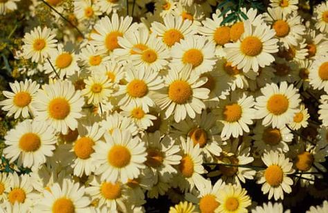 Anthemis Tinctoria, Garden Ides, Garden Gravel, Dry Gardens, Beth Chatto, Drought Resistant Plants, Dry Garden, Gravel Garden, Walled Garden