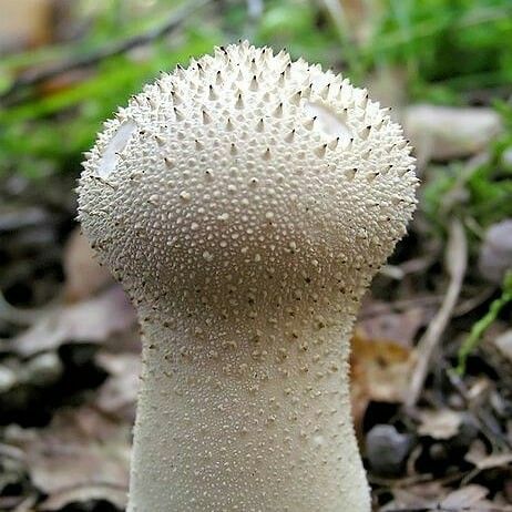 Mushroom Seeds, Mushroom Mycelium, Puffball Mushroom, Edible Wild Mushrooms, Lichen Moss, Mushroom Pictures, Happy Farm, Plant Fungus, Slime Mould