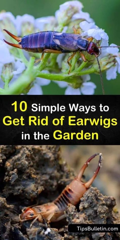 Earwig Killer, Getting Rid Of Earwigs, Gazing Balls, Rid Of Bed Bugs, Earwigs, Pollinator Plants, Garden Pest Control, Bug Repellent, Garden Help