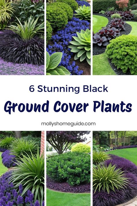 Enhance your garden's beauty with a variety of ground covers! From Black Mondo Grass to Vinca plants, these options not only provide luscious greenery but add a touch of elegance with their dark hues. Explore drought-tolerant choices like black chokeberry and cherry plants, ideal for low-maintenance landscapes. For a unique twist, opt for Platt's Black or Black Scallop Ajuga to create contrast against pale blooms. Black Mondo Grass Landscaping, Vinca Ground Cover, Black Chokeberry, Black Mondo, Sky Pencil Holly, Cherry Plant, Black Mondo Grass, Ground Covers, Black Ground