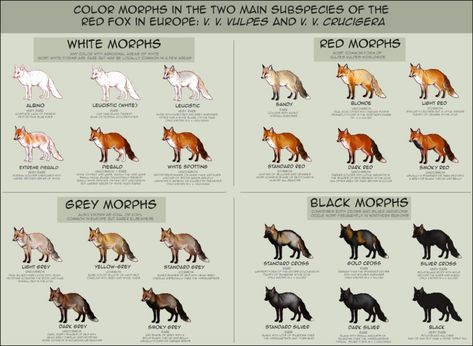 zoology - What species of fox is this? - Biology Stack Exchange Fox Breeds, Fox Coat, Grey Fox, Pet Fox, Fox Art, Animal Facts, Wild Dogs, Red Fox, Exotic Pets