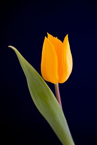 https://flic.kr/p/7SxGvg | Yellow tulip | Single flower for spring Yellow Tulips, Beautiful Flowers Wallpapers, Single Flower, Tulips Flowers, Exotic Plants, Mellow Yellow, Flower Beauty, Flower Photos, Flower Pictures