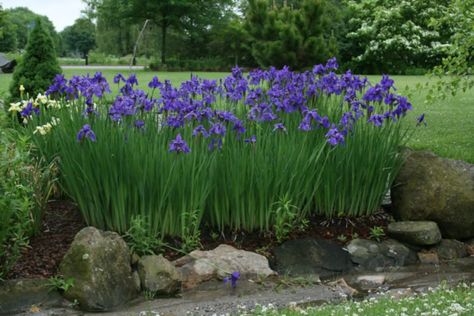 Siberian Iris, Front Landscaping, Fine Gardening, Moon Garden, Community Park, Purple Iris, Side Yard, Garden Photos, Be Aware