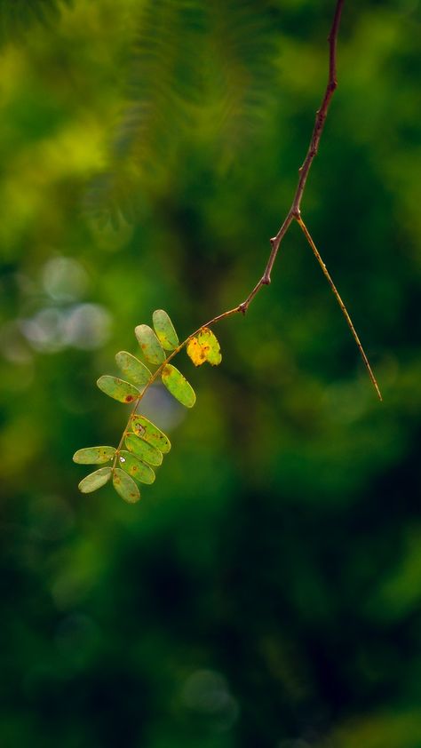 In this photo, a few leaves are the main subject, standing out against a beautifully blurred background. The leaves are various shades of green. Green Blur Background, Painting Backgrounds, Blurred Background Photography, Bokeh Photography, Blurred Background, Class Ideas, Nature Backgrounds, Painting Class, Green Trees