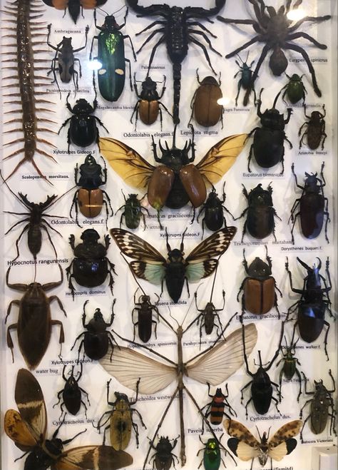 Pinning Bugs, Pinned Bugs, Bug Specimen, Bug Pinning, Bug Display, Entomology Decor, Insect Display, Wet Specimen Taxidermy, Bug Taxidermy