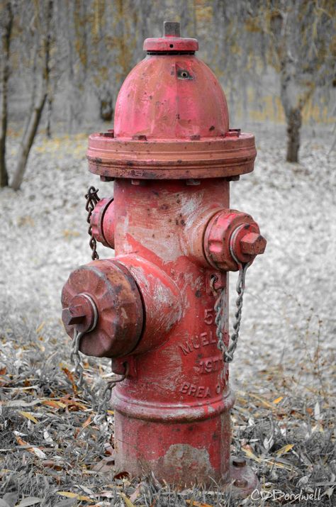 The fire hydrant at the top of our driveway Cathye Bordwell Daily Objects Photography, Object Reference Photos, Reference Photos Objects, Fire Dept Decor, Prop Reference, Object Reference, Growth And Decay, Life Drawing Reference, Props Concept