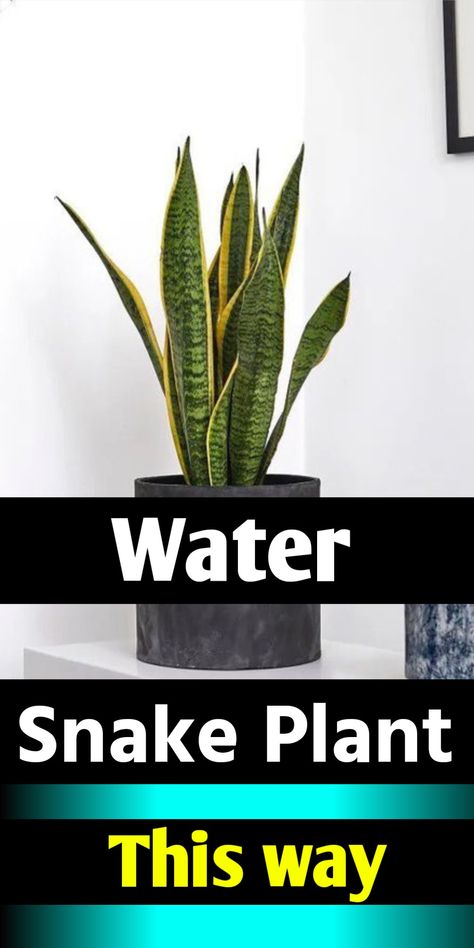 Snake plant watering Snake Plant Indoor, Water Snake, Snake Plant Care, Landscaping With Large Rocks Front Yard, Indoor Plant Wall, Sansevieria Plant, Plant Watering, Plant Care Houseplant, Plant Problems