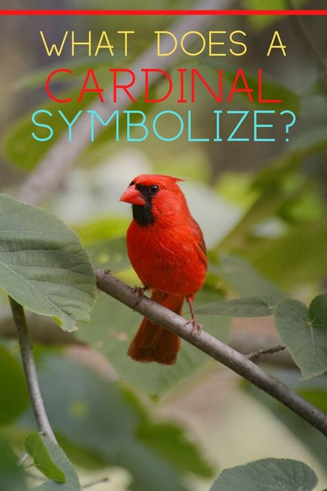 Red Birds Meaning, Red Bird Meaning Cardinals, When A Cardinal Appears An Angel Is Near, Spiritual Meaning Of Cardinals, Seeing A Cardinal Meaning, Cardinal Tattoo Meaning, Pictures Of Cardinals, Cardinals Birds Meaning, Bible Symbolism