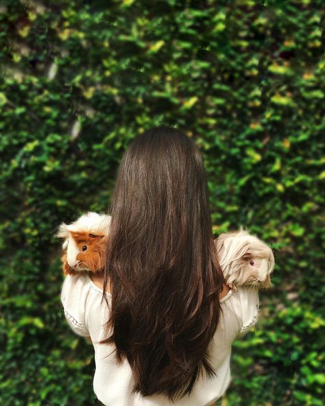 Guinea Pigs Aesthetic, Guinea Pig Aesthetic, Pig Photoshoot, Pig Photos, Guine Pig, Mini Photoshoot, Guinea Pig Photoshoot, Pig Halloween, Animal Photoshoot