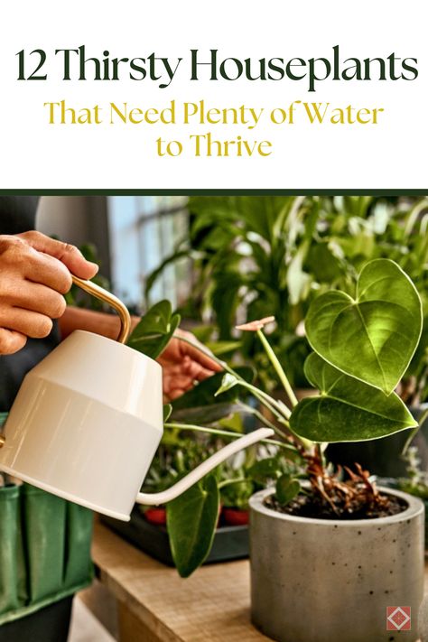 Not all houseplants are the same—some need more water to stay lush and green! 🌱 Discover 12 thirsty houseplants that require regular watering to thrive. Perfect for anyone who loves a routine, these plants will reward you with vibrant growth and a refreshing indoor atmosphere. Dive into our guide and learn how to make these water-loving plants flourish in your home. Plants That Need A Lot Of Water, Fast Growing Vines, Nerve Plant, Growing Vines, Hedera Helix, Boston Fern, Prayer Plant, Low Light Plants, Boost Your Mood