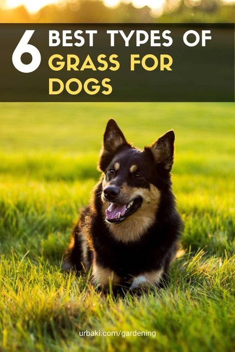 Dog Backyard, Hello How Are You, Dog Urine, Dog Yard, Types Of Grass, Multiple Dogs, Tick Prevention, Dog Garden, Dog Varieties