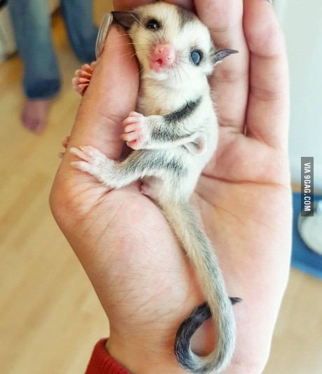 Adorable baby sugarglider. Cuddly Animals, Rare Animals, Sugar Glider, Cute Creatures, Sweet Animals, Cute Little Animals, 귀여운 동물, Cute Funny Animals, Cuteness Overload