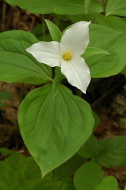 Cabachon Ideas, Trillium Tattoo, Trillium Grandiflorum, White Trillium, Trillium Flower, Tattoo Mountain, Wildflower Photo, Eco Garden, Woodland Flowers