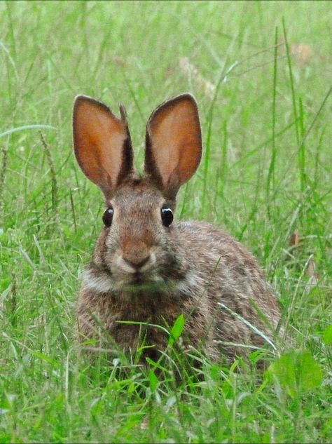 Hinky, my eastern cottontail rabbit friend. He's so cute, i had to share Eastern Cottontail, Wild Rabbits, Bunny Pics, Backyard Nature, Cottontail Rabbit, Rabbit House, Art Rabbit, Wild Hare, Rabbit Photos