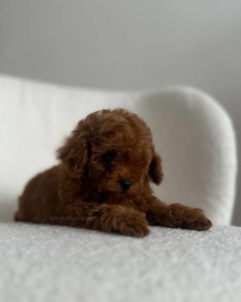 EREMI Maltipoo f2 Colour: caramel brown Adult weight: 2-2,2 kg Imagine this exquisite little maltipoo with dark chocolate brown hair. Her eyes, like two diamonds, sparkle with warmth and kindness, and her playfulness fills the space with cheerful energy. This little Maltipoo is a true beauty that makes hearts flutter with her unsurpassed beauty and charm. #maltipoo #maltipooforsale #maltipooforadoption #maltipoospain #maltipooportugal #maltipoousa #maltipoonewyork #maltipoogermany #maltip... Maltipoo Adult, Cavapoo For Sale, Toy Poodles For Sale, Dark Chocolate Brown Hair, Puppy Mom, Chocolate Brown Hair, Dark Chocolate Brown, Dream Dog, Caramel Brown