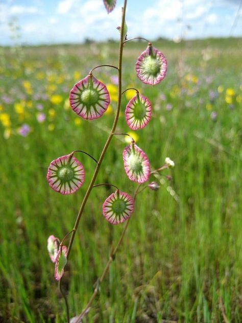 Thysanocarpus radians Strange Horticulture, Alien Garden, Strange Plants, Weird Plants, Plant Fungus, Leafy Plants, Central California, Unusual Plants, Unusual Flowers