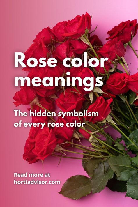 Rose color meanings: The hidden symbolism of every rose color Red Rose Meaning, Colors Of Roses, Meaning Of Colors, Rose Color Meanings, Rose Meaning, Rose Colors, Color Meanings, Love Symbols, Rose Color