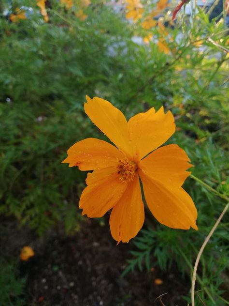 Orange Cosmos, Plant Fungus, Beautiful Flowers Garden, Orange Flower, Flowers Garden, Orange Flowers, My Garden, Cosmos, Flower Garden