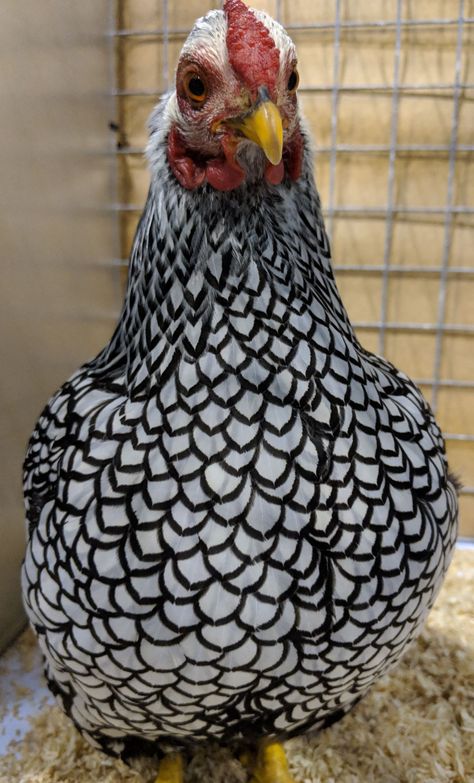 Feather Pictures, What Can Chickens Eat, Wyandotte Chickens, Blue Laced Red Wyandotte, Molting Chickens, Wyandotte Chicken, Brahma Chicken, Polish Chicken, Bantam Chickens