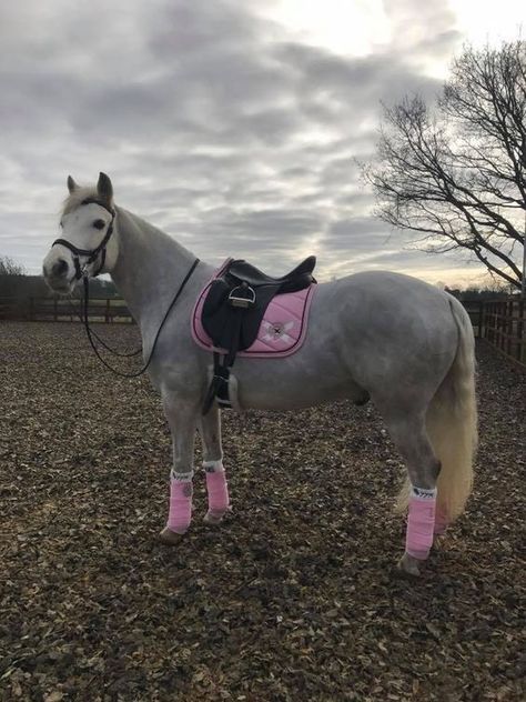 Horse Riding Outfit, Horse Equipment, Horse Gear, My Horse, Horse Grooming, Horse Accessories, Grey Horse, Horse Blankets, Cute Horses