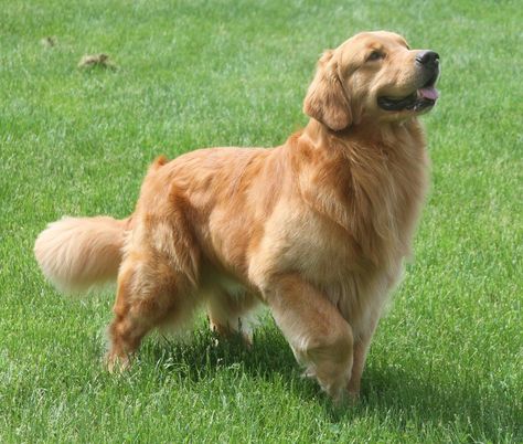 Beautiful Golden Retriever. Melting Heart, Golden Retriever Rescue, A Golden Retriever, Labrador Retriever Puppies, Golden Retriever Puppy, Retriever Puppy, Sporting Dogs, Dogs Golden Retriever, Retriever Dog