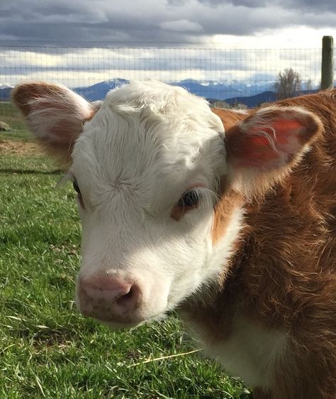 Miniature Hereford Breeders Association - MINI FACTS Miniature Cows Breeds, Mini Hereford, Mini Hereford Cow, Small Cows, Mini Hereford Cattle, Miniature Jersey Cow, Miniature Highland Cattle, Miniature Hereford, Cow Breeds