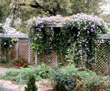 morning glories--how to plant and popular varieties. Holly Hocks, Morning Glory Seeds, Fast Growing Vines, Morning Glory Vine, Vertical Garden Plants, Garden Fences, Morning Glory Flowers, Growing Vines, Best Perennials