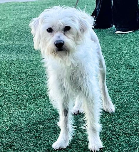 Maltese Terrier, Poodle Mix Dogs, Foster Dog, Terrier Mix Dogs, Look Into My Eyes, Maltese Puppy, Poodle Mix, Helping The Homeless, Terrier Mix