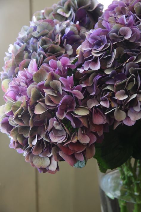 hydrangea Wales classic purple Lilac Hydrangea, Hydrangea Seeds, Purple Autumn, Hydrangea Flower Arrangements, Hydrangea Purple, Seed Germination, Perfect Plants, Hydrangea Flower, Exotic Flowers