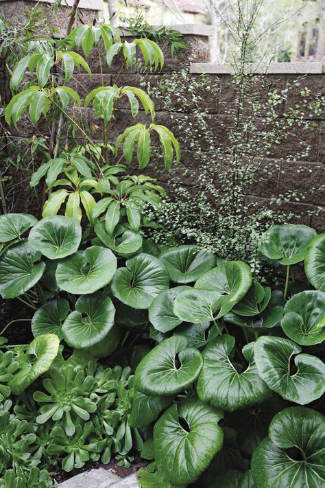 Regional Picks: Unusual Autumn Stars - Southeast - FineGardening Giant Leopard Plant, Leopard Plant, Mexican Sunflower, Plant Landscape, Low Maintenance Shrubs, Landscaping Inspiration, Corn Plant, Garden Games, Green Tractors