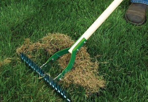 dethatching Reseeding Lawn, Dethatching Lawn, Lawn Renovation, Spring Lawn Care, Seeding Lawn, Residential Landscaping, Garden Rake, Aerate Lawn, Diy Lawn