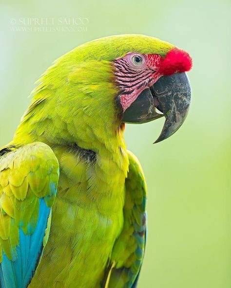 Great Green Macaw Green Macaw, Costa Rica Wildlife, Three Toed Sloth, Red Eyed Tree Frog, Parrots Art, Glass Frog, Funny Parrots, Macaw Parrot, Colorful Parrots