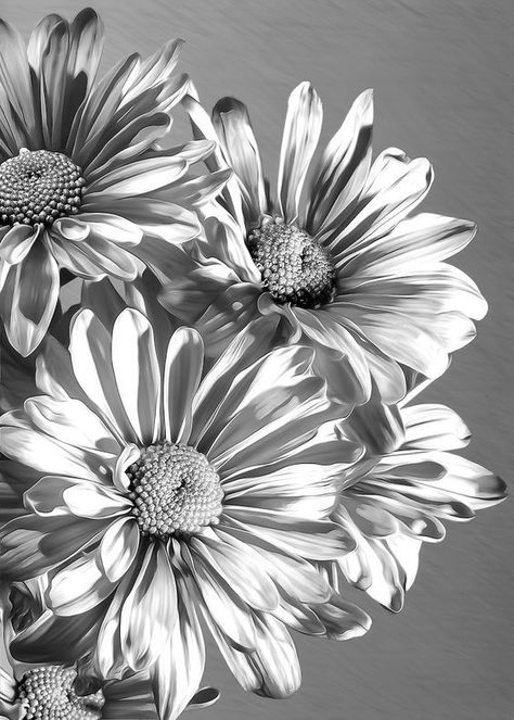 Black And White Aesthetic Flowers, White Aesthetic Flowers, Flowers Black And White, Aesthetic Flowers, Flowers Black, Black And White Flowers, Trendy Flowers, Floral Photography, Black And White Aesthetic