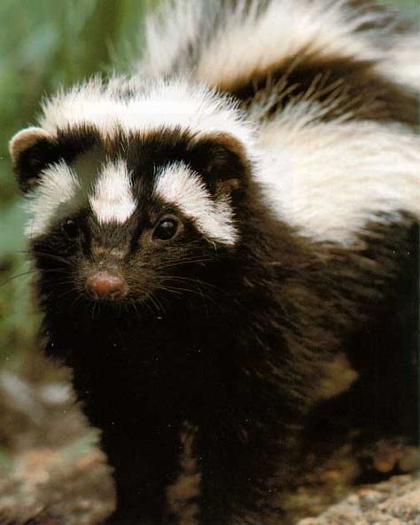 Striped Polecat? Looks like a skunk, right? ...but apparently they are a real, distint thing; polecats Baby Skunks, Wild Kingdom, Pretty Animals, Silly Animals, Amazing Animals, Reference Photos, Animal Planet, Cute Little Animals, Ferret