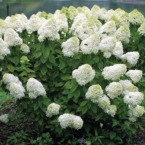 How to Prune Panicle Hydrangeas - FineGardening Grow Raspberries, Prune Hydrangeas, Tropical Gardening, Pruning Hydrangeas, Hydrangea Landscaping, Plant Inspiration, Panicle Hydrangea, Hydrangea Bush, Side Yards