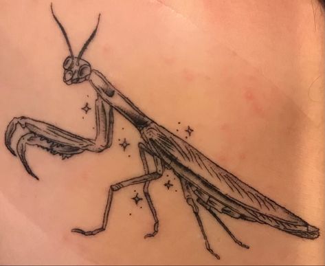 Glass Frog Tattoo, Preying Mantis Traditional Tattoo, Praymantis Tattoos, Pray Mantis Tattoo, Chinchilla Tattoo, Fern Gully Tattoo, Pill Bug Tattoo, Rolly Polly Tattoo, Slug Tattoo