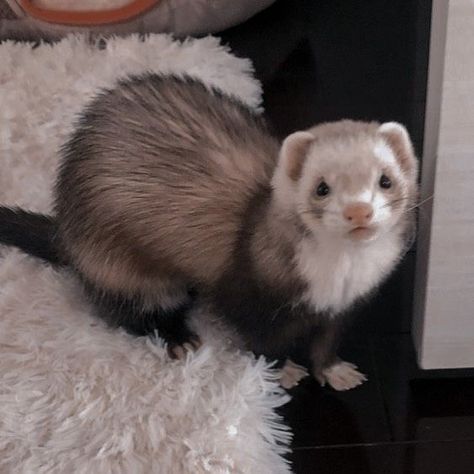 Fluffy Ferret, Ferret Animal, European Polecat, Ferret Tattoo, White Ferret, Baby Ferrets, Funny Ferrets, Ferret Cage, A Ferret