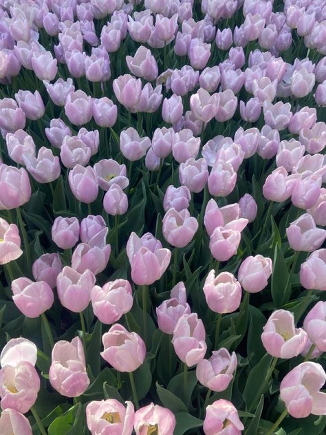 Lilac Tulips, Spring Phone Wallpaper, Coastal Background, April Wallpaper Aesthetic, Spring Wallpaper Iphone, Wallpapers Spring, Aesthetic Spring Wallpaper, Spring Iphone Wallpaper, Wallpaper April