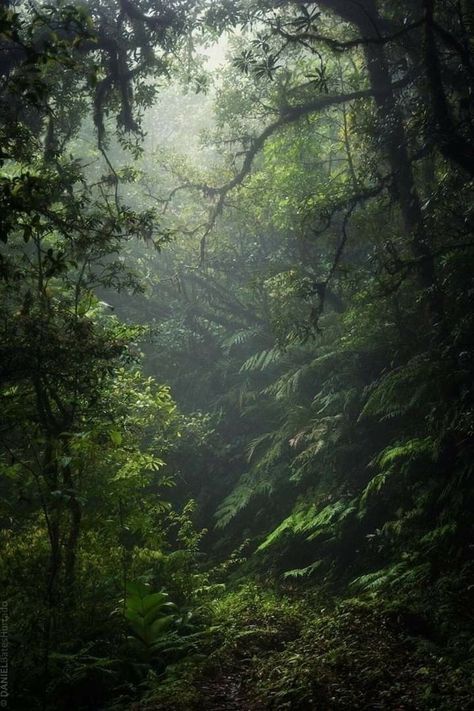 Dark Forest Aesthetic, Dark Green Aesthetic, Foggy Forest, Landscape Landscape, Mystical Forest, Magic Forest, Fantasy Forest, Green Landscape, Forest Landscape