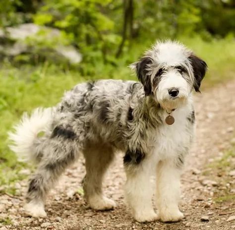 Poodle Puppy Training, Aussiedoodle Puppies, Poodle Mix Breeds, Oodles Of Doodles, Family Friendly Dogs, Mixed Breed Puppies, Wheaton Terrier, Poodle Mix Dogs, Australian Shepherd Mix